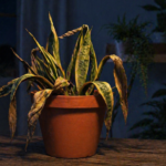 a8e2137b-0f4e-4d43-859f-527fe9ff5fee